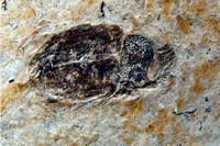 Coléoptere Charancon sp